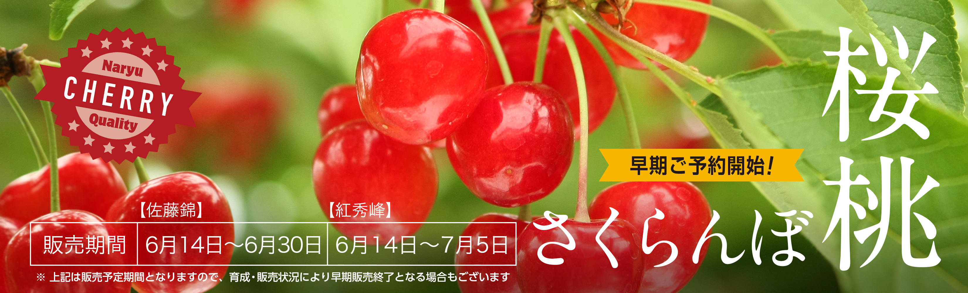 うまい成生のさくらんぼ うまい成生