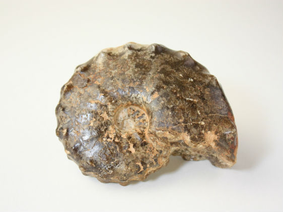 アンモナイト | スターミネラルズジャパン