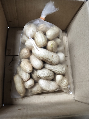 【生落花生おおまさり500g】★写真はイメージです。✅送料別  代引き手数料別　振込手数料はお客様ご負担になります。北海道、九州、沖縄は送料500円増