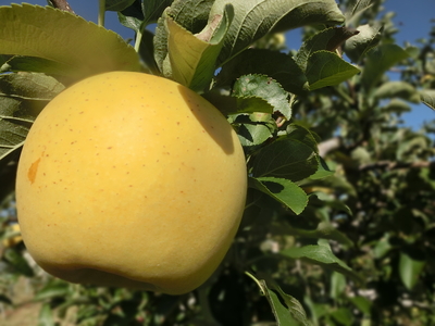 贈答用リンゴ　サンふじ・シナノゴールドセット（１０㌔）