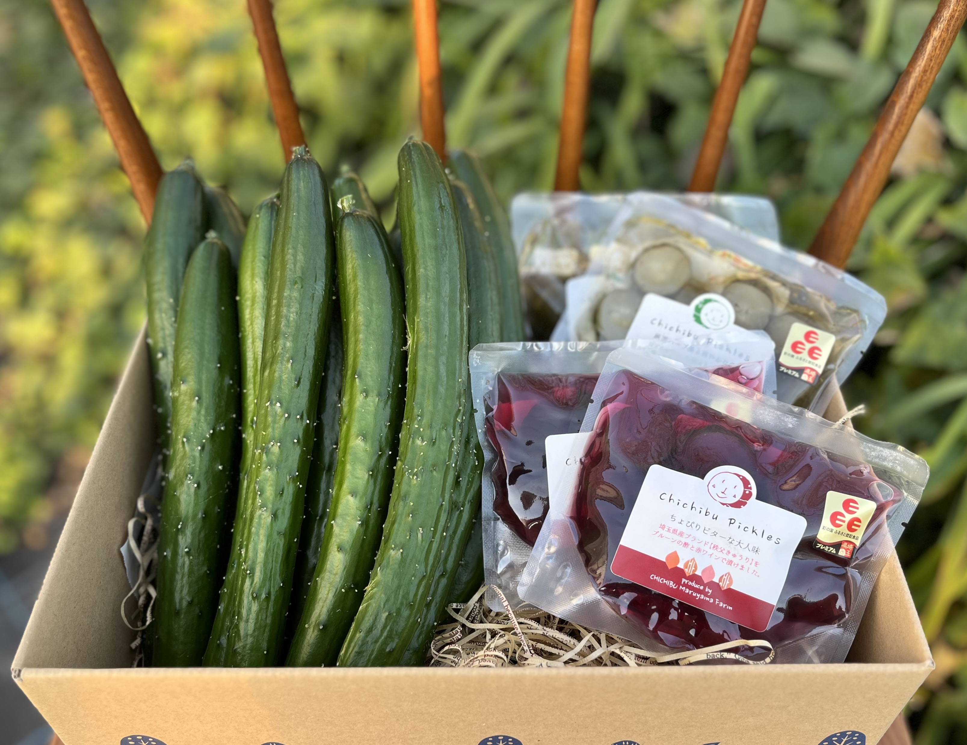 きゅうり 楽天市場】栽培セット ミニきゅうり 支柱付き ミニきゅうり DCM