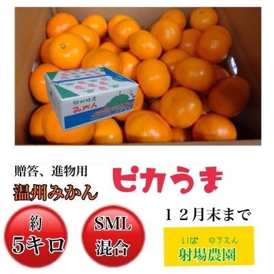 温州みかんピカうま進物用 5kg(サイズSML混合)