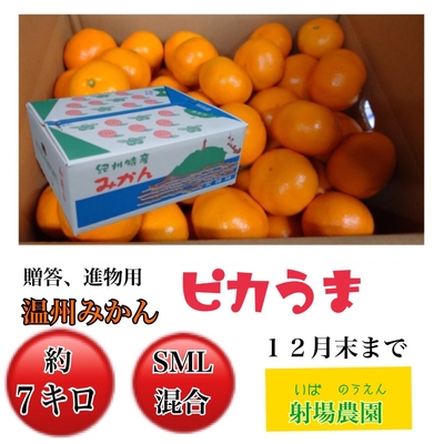 温州みかんピカうま進物用 7kg(サイズSML混合)