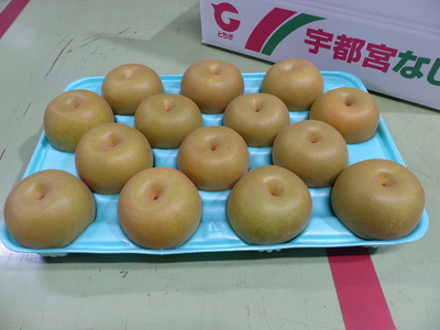 幸水 5㎏ 秀 【A品】