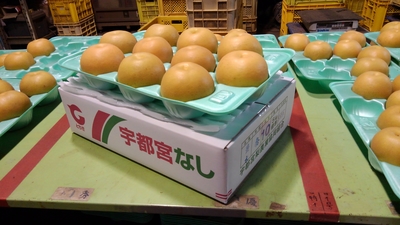 豊水 5㎏ 秀 【A品】