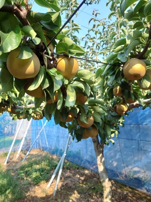秋満月5kg  贈答用