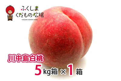 川中島白桃 5Kg箱（13～20個）×1箱（8月中旬より収穫）