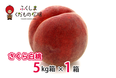 さくら白桃 5Kg箱（13～20個）×1箱（9月上旬より収穫）