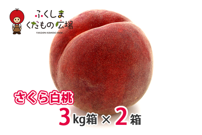 さくら白桃 3Kg箱（8～12個）×2箱（9月上旬より収穫）