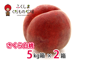 さくら白桃 5Kg箱（13～20個）×2箱（9月上旬より収穫）