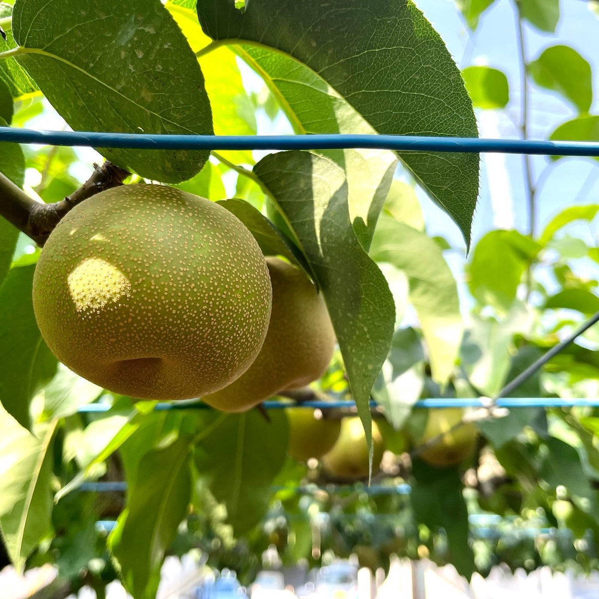 徳島県産　幸水梨　10キロ　梨　まとめ売り　業務用食材　加工用食材　業務用食品 146徳島県産 梨 幸水梨 小玉 約10キロ 数量限定 - メルカリ