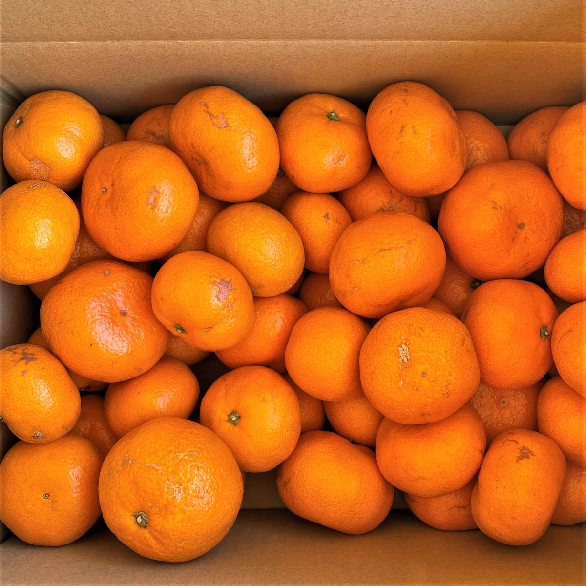 たかのみかん 品種 片山 風のらくがき10kg箱入り スズキ果物農園ネット たかのみかん 品種 片山 風のらくがき10kg箱入り スズキ果物農園ネット