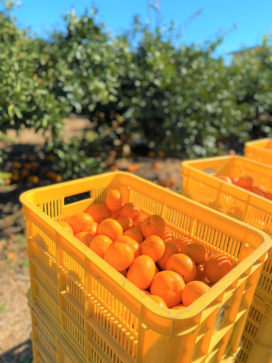 たかのみかん 品種 青島 sサイズ 5kg箱入り スズキ果物農園ネット たかのみかん 品種 青島 sサイズ 5kg箱入り スズキ果物農園ネット
