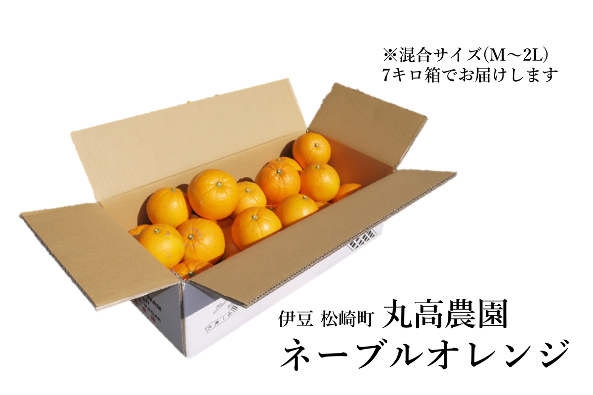 家庭用】国産ネーブルオレンジ 7キロ箱 | 丸高TT 農林事業部