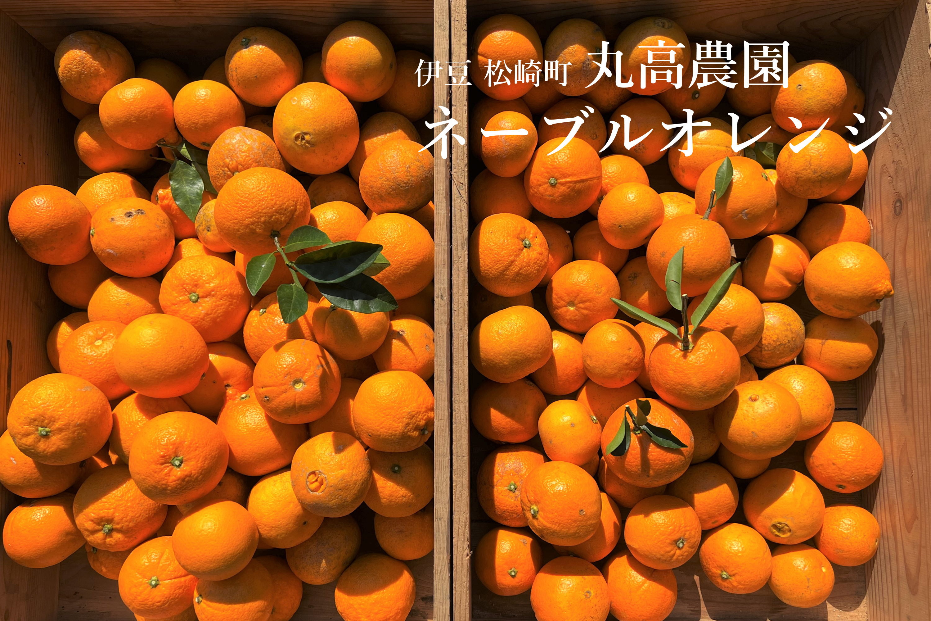 丸高農園のネーブルオレンジ