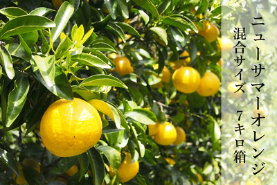 【家庭用】ニューサマーオレンジ 混合サイズ 7キロ箱