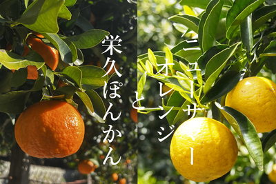 柑橘加工品 | 丸高TT 農林事業部