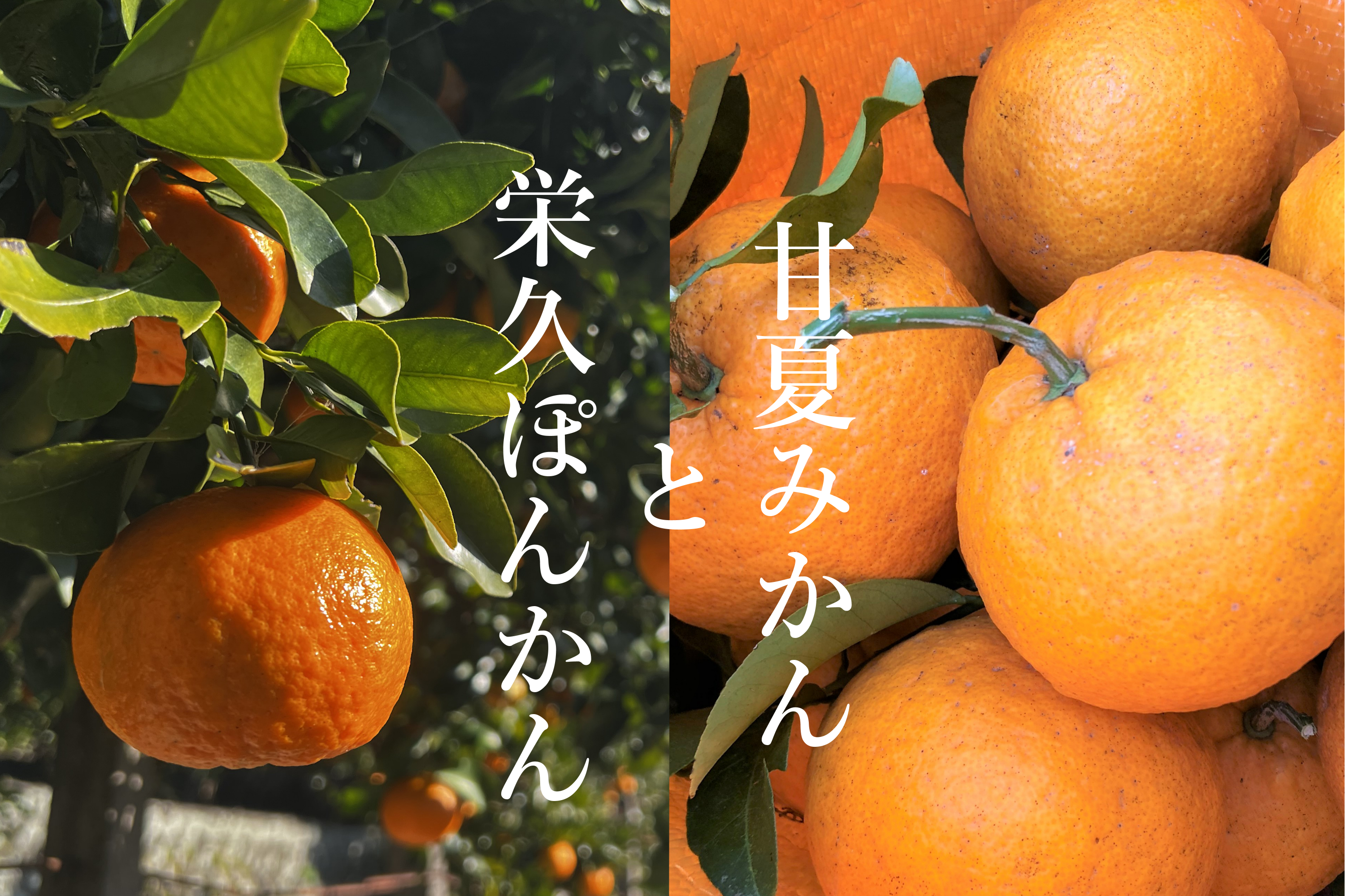 ※アイティー農園出品※ オレンジピタヤ１０株セット アイティー農園出品※ オレンジピタヤ10株セット Amazon.co.jp