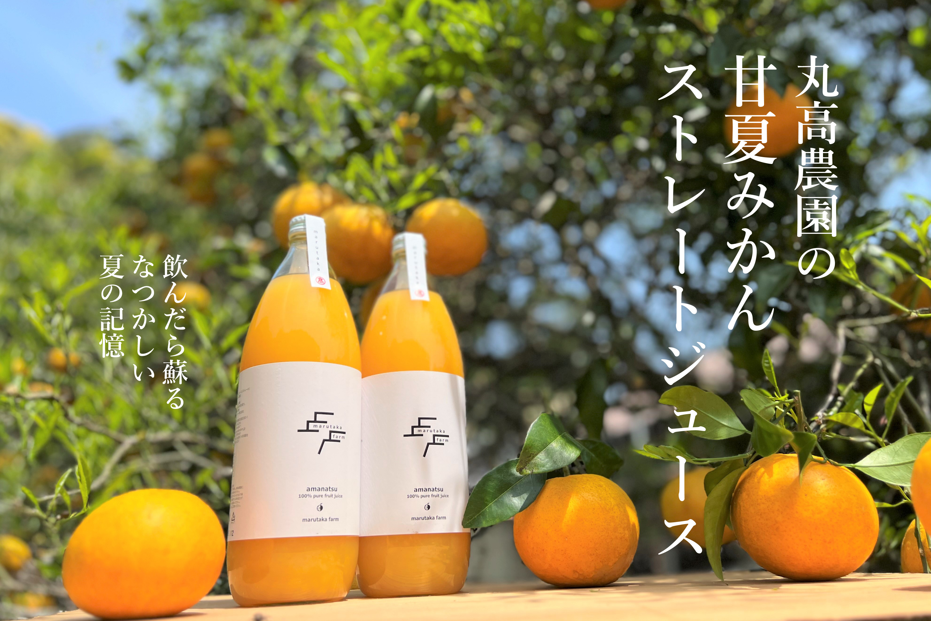 丸高農園の栄久ぽんかんストレートジュース