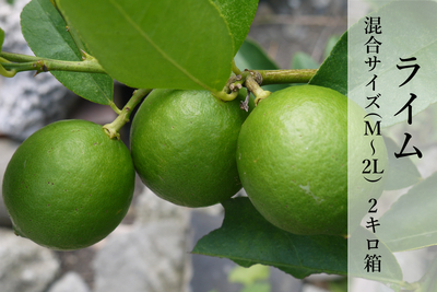 【家庭用】ライム混合サイズ 2キロ箱