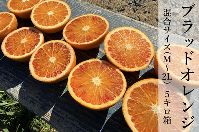 【家庭用】国産ブラッドオレンジ　5キロ箱