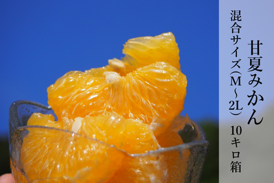 【家庭用】甘夏みかん混合サイズ 10キロ箱