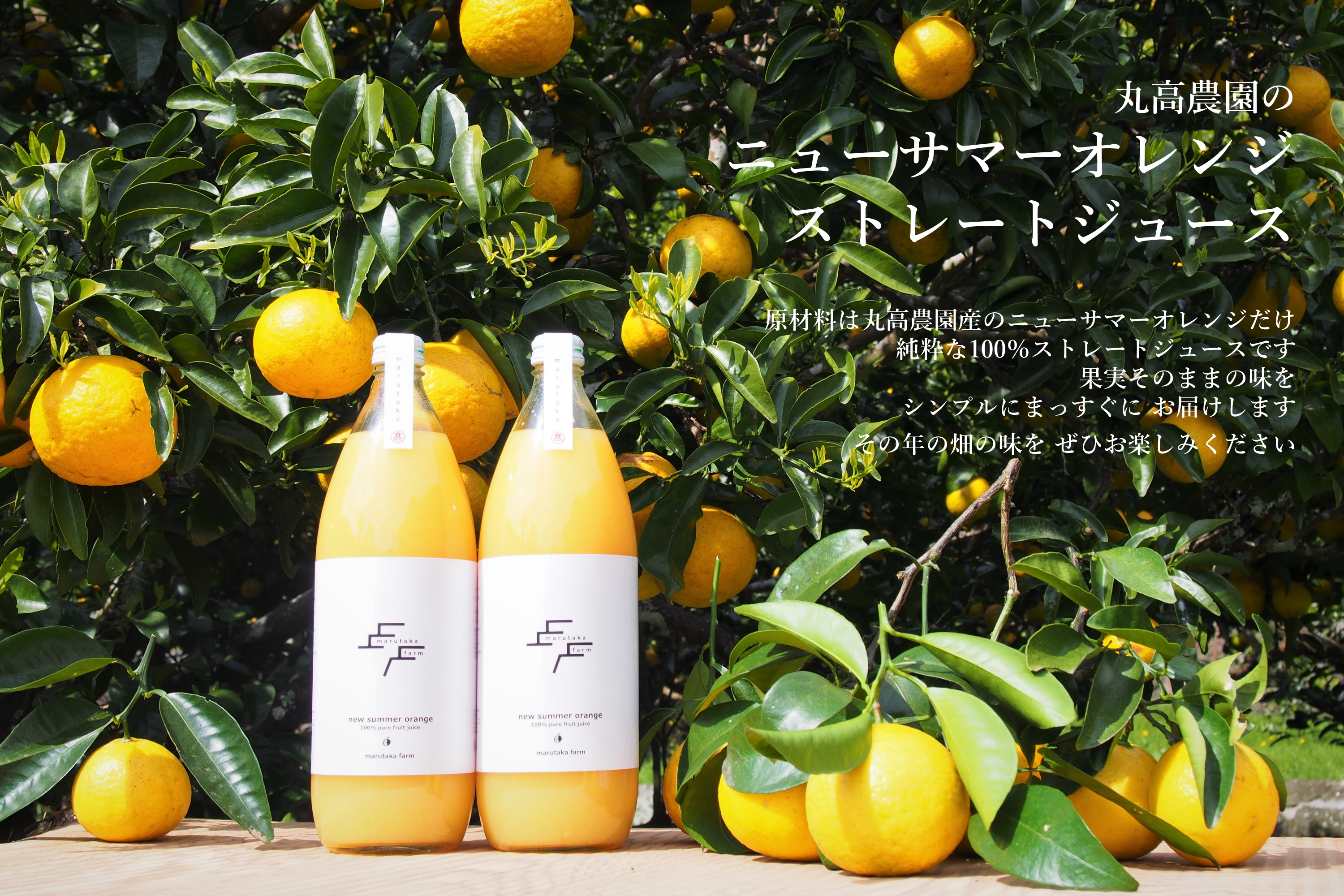 丸高農園のニューサマーオレンジストレートジュース 1本 | 丸高TT