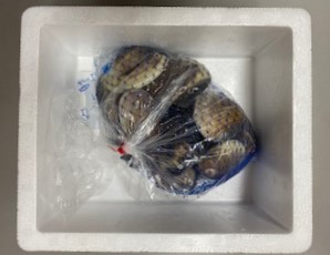 送料込 九十九里地はまぐり 5キロ カネヨン水産ｏｎｌｉｎｅ