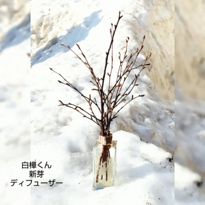 白樺の小枝 2025年4月採取】高さ約50cm×20本 新芽ドライ