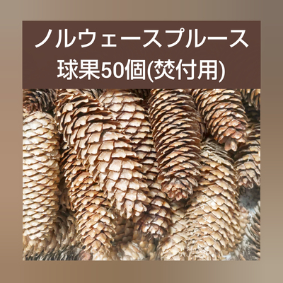 【焚付用】乾燥・北海道ノルウェースプルース球果　50個セット