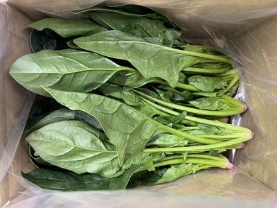 匠の高原ほうれん草 お得用1,2kg | 後藤農園ネットショップ