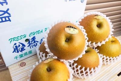 【果汁たっぷり】 甘太(かんた) 3kg(5〜9玉)