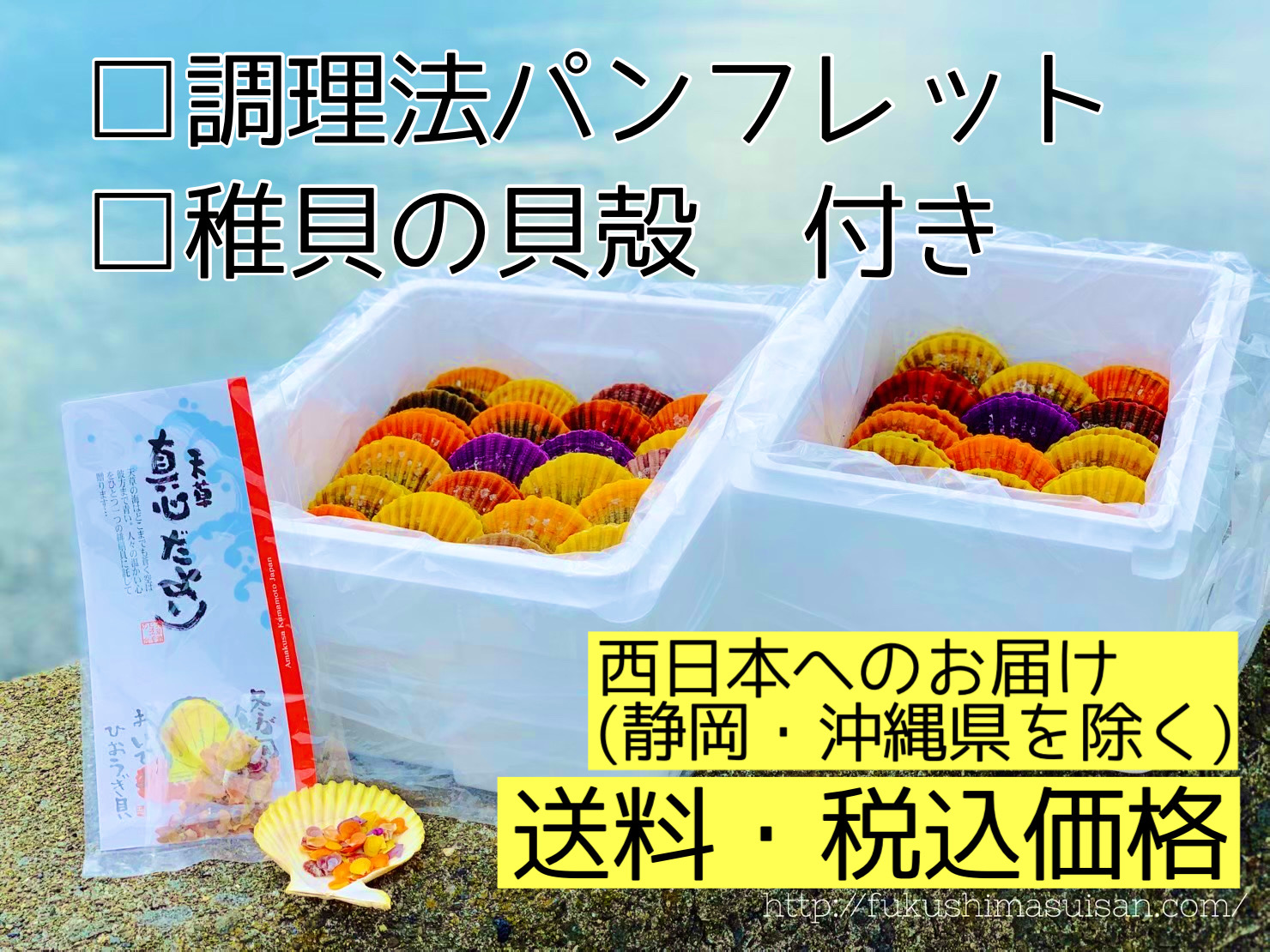 貝　まとめ売り ヒオウギ貝 貝殻 インテリア ハンドメイド 大量 まとめ売り DIY ホタテ