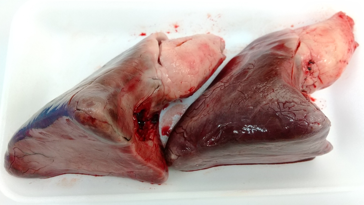 本まぐろ心臓 ヘソ 400ｇ 丸兼水産 清水河岸の市お取り寄せ市場