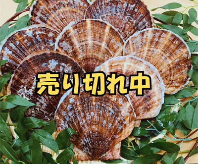 北海道室蘭産　養殖ホタテ（売り切れ）