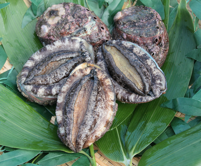 北海道室蘭産　天然蝦夷　活鮑　10個入（1個100g～120g前後）