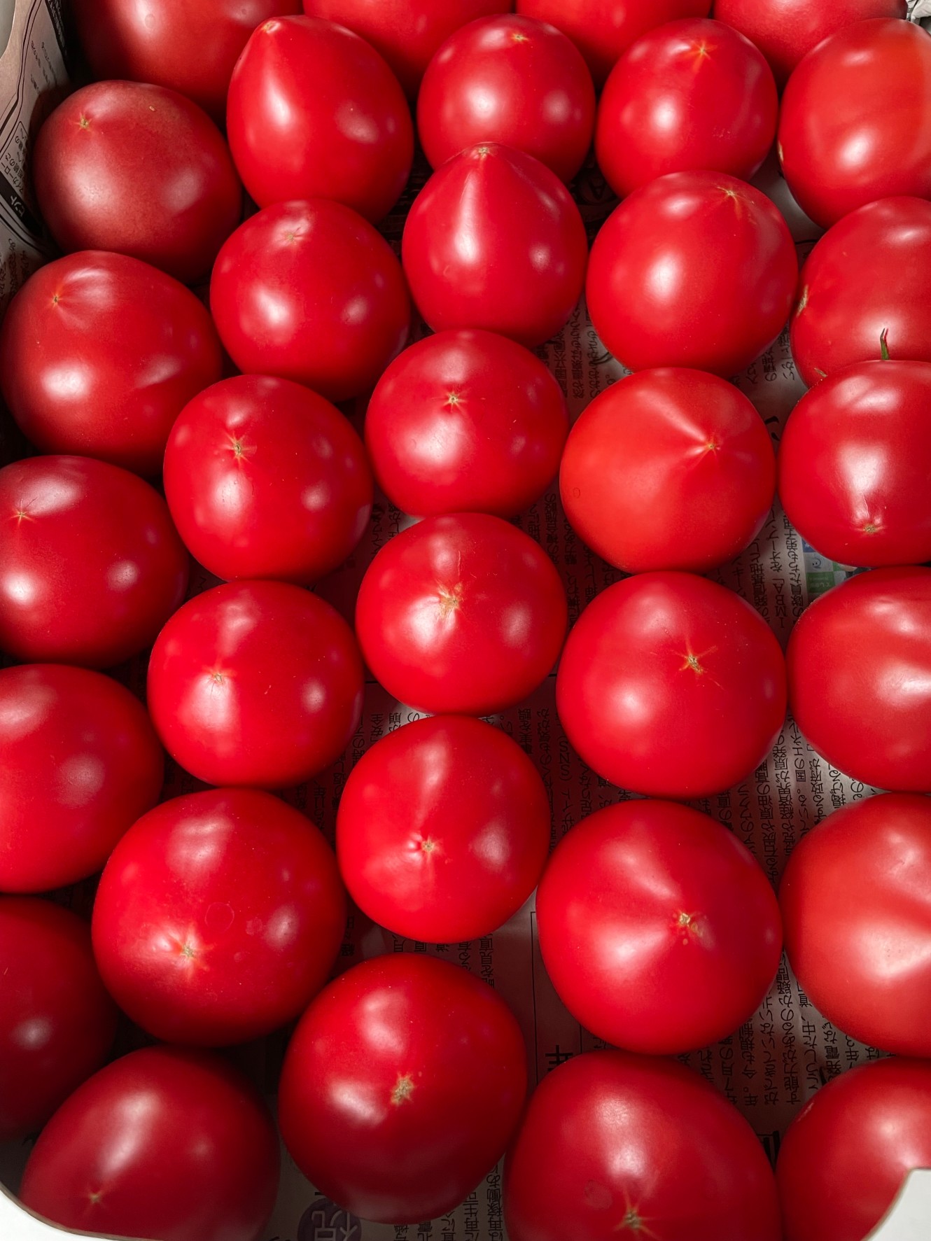 北海道仁木町】大玉トマト「麗月」 1kg | きたきた