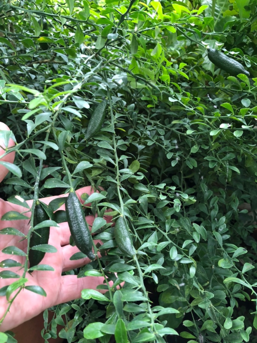 純国産・高級フィンガーライム3本【芝開発】 | 愛媛いいもの！マルシェ