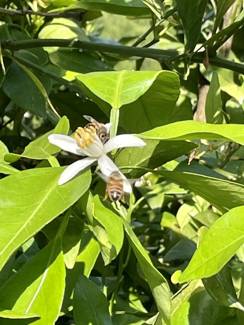 優雅。山採りシロモジ。 mqdefault.jpg