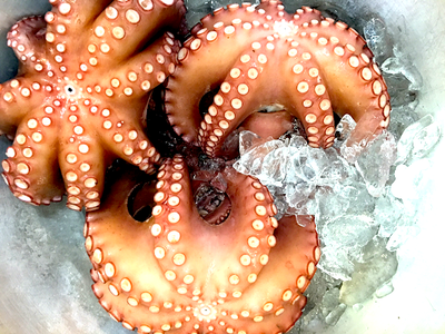 はたこ 三原やっさタコ｜広島県｜全国のプライドフィッシュ｜プライドフィッシュ