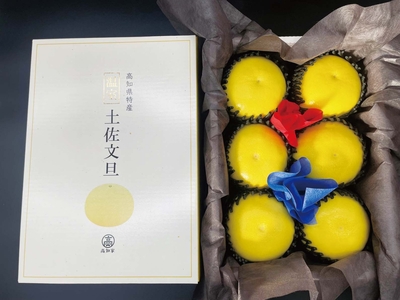 〈高知産〉特選ハウス文旦