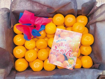 〈高知香南市産〉山北みかん「秀品」