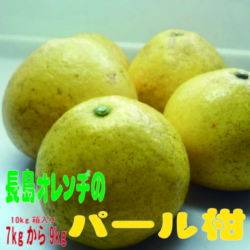 長島オレンヂのパール柑 農薬不使用栽培10kg箱入り 7kg 9kg 天草市場ｗｅｂｓｈｏｐ