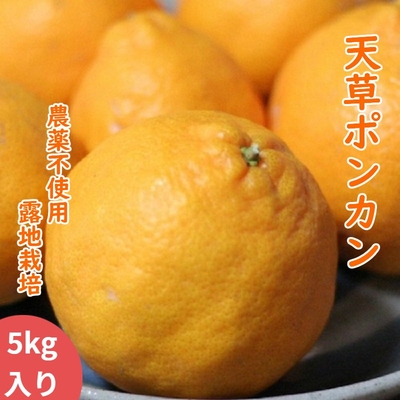 天草産ポンカン 家庭用　20kg 楽天市場】天草 ぽんかんの通販