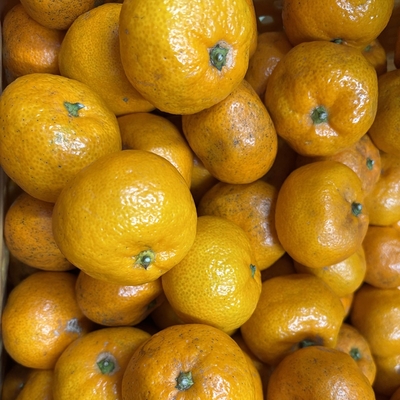 温州みかん　日南　10kg入り２箱同梱