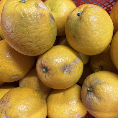 あまくさ晩柑　田崎みかん農園の晩柑　10ｋｇ箱入り