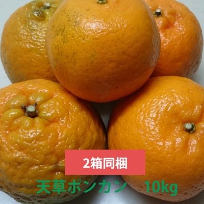 ポンカン | 天草市場WebShop