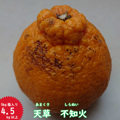 不知火（しらぬい） | 天草市場WebShop