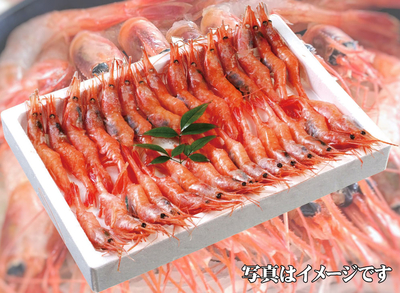 甘エビ　30～45匹入り