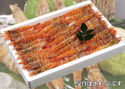 ドロエビ（ガスエビ）30～40匹入り
